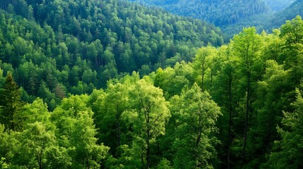 Poster - Lush Green Forest With Majestic Trees Covering the Scenic Valley Below : Generative AI