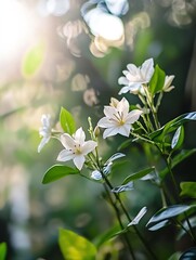 Aufkleber - Delicate white flowers illuminated by sunlight in a lush green garden setting with bokeh effect : Generative AI
