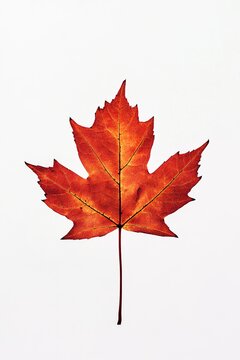Closeup of red maple leaf , symbol of Canada, white background.
