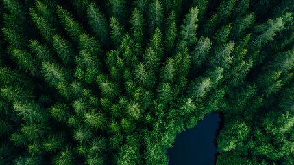 Poster - Aerial view of lush green pine trees surrounding a serene blue lake representing tranquility in nature : Generative AI