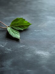 Poster - Fresh green leaves resting on a dark textured surface showcasing nature's beauty and simplicity : Generative AI