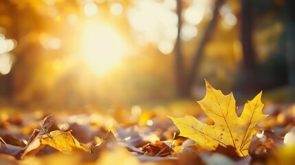 Poster - Golden autumn leaves illuminated by soft sunlight creating a peaceful nature scene : Generative AI