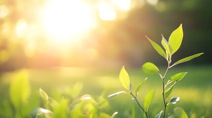 Aufkleber - Close up view of green plant leaves in soft sunlight creating a serene atmosphere in nature : Generative AI