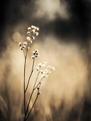 Poster - Delicate wildflower silhouetted against a softly blurred golden background in natural light : Generative AI