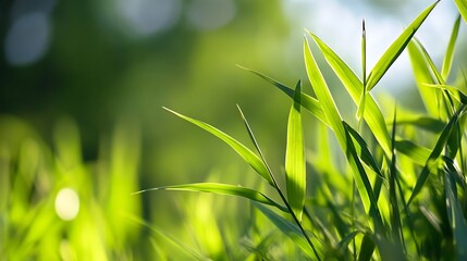 Poster - Vibrant close up view of lush green grass illuminated by sunlight in a serene natural setting : Generative AI