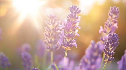 Aufkleber - Lavender Flowers Bathed in Soft Sunlight with a Glowing Background : Generative AI