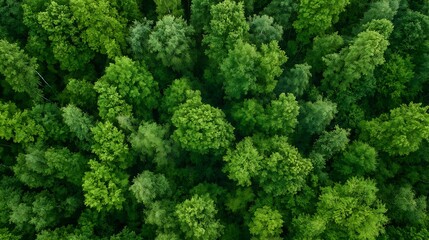 Poster - Aerial view of lush green forest showcasing dense trees and vibrant foliage in natural landscape : Generative AI
