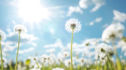 Aufkleber - Dandelion Puff Balls Gathering Sunlight Under a Clear Blue Sky in Springtime : Generative AI