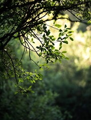 Fototapete - Lush Green Leaves Framing a Glowing Sunlight Scene in a Tranquil Forest Setting : Generative AI