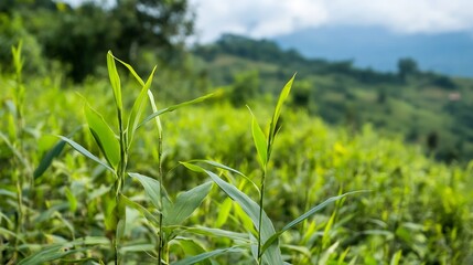 Poster - Lush green bamboo plants thriving in a sunlit field with rolling hills and vibrant sky creating a serene landscape : Generative AI