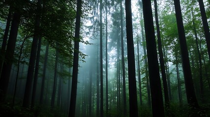 Poster - Mysterious misty forest with tall trees beautifully illuminated by soft light creating a serene atmosphere : Generative AI