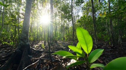 Aufkleber - Sunlight Filtering Through Lush Green Trees in a Dense Forest Landscape : Generative AI