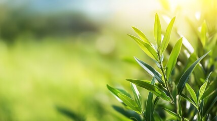 Poster - Vibrant green leaves thriving in sunlight against a soft blurred natural background representing growth : Generative AI