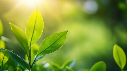 Aufkleber - Vibrant Green Leaves in Soft Morning Light Showcasing Nature's Beauty and Freshness : Generative AI