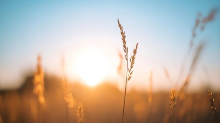 Aufkleber - Beautiful golden grassy field at sunset with warm sunlight illuminating the horizon : Generative AI