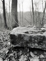 Poster - Captivating Black and White Image of a Rugged Rock Surrounded by Autumn Leaves : Generative AI