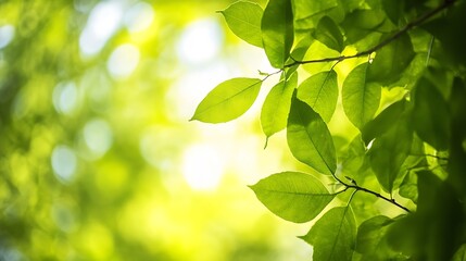 Poster - Bright Sunlit Leaves with a Gentle Bokeh Background Creating a Tranquil Nature Scene : Generative AI