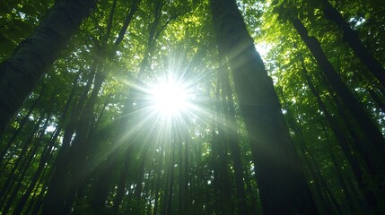 Poster - Sunlight shining through a dense green forest creating a captivating natural scene : Generative AI