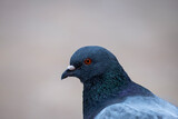 Flock of pigeons in the city center