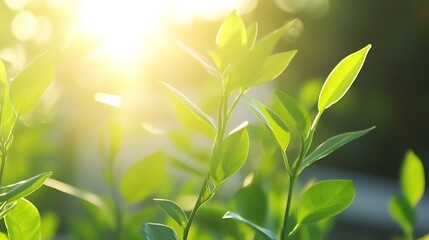 Poster - Fresh green leaves illuminated by sunlight creating a vibrant and lively atmosphere in nature : Generative AI