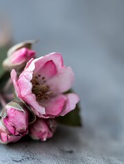 Poster - Beautiful pink flowers with delicate petals arranged against a textured backdrop for floral themes : Generative AI