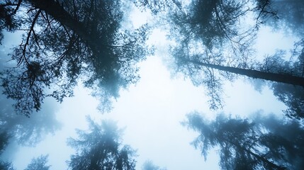Aufkleber - Mysterious Foggy Forest with Tall Pine Trees Reaching into the Misty Sky : Generative AI