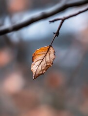 Leinwandbilder - Isolated dry autumn leaf hanging from branch against blurred background capturing seasonal changes in nature : Generative AI