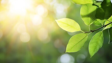 Poster - Captivating Green Leaves Against a Bright Sunlit Background in a Lush Forest Environment : Generative AI