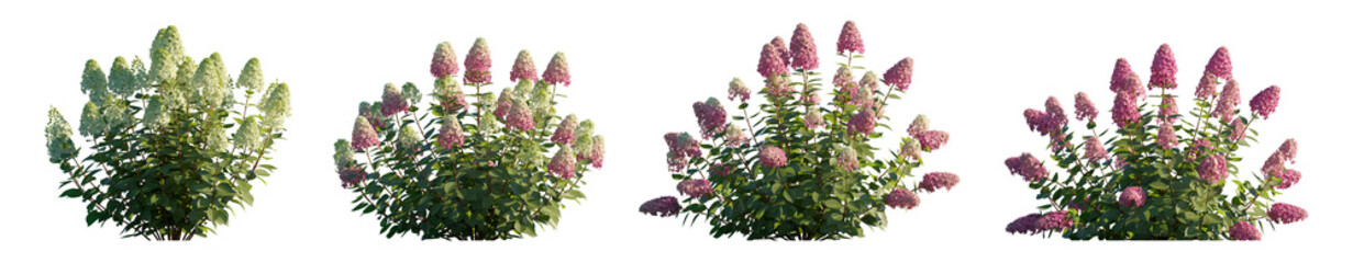 Fototapete - Hydrangea arborescens annabelle and paniculata phantom bush shrub isolated png on a transparent background premium cutout hd
