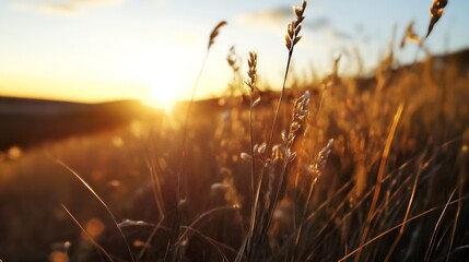 Poster - Golden Grasses Glowing in the Warm Light of the Setting Sun at Dusk : Generative AI