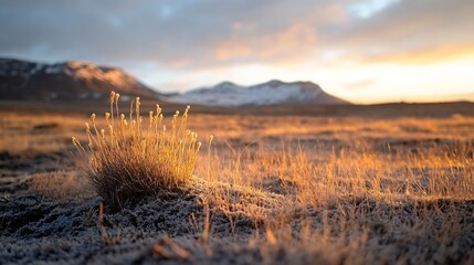 Leinwandbilder - Golden Hour Light Illuminating a Sparse Field with Unique Grasses and Mountains in the Background : Generative AI