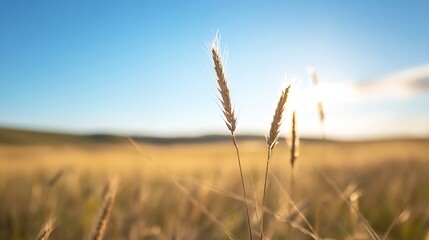 Poster - Golden wheat field illuminated by sunlight under a clear blue sky showing nature's bounty : Generative AI