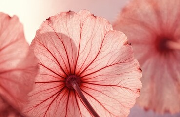 Aufkleber - Close-up delicate transparent red flower petals. Natural texture, vein pattern. Macro shot of flower petals. Floral natural background. Beauty of nature, autumn mood, botanical design.