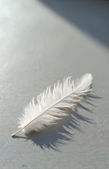 Poster - White feather rests on textured concrete surface. Soft, minimal composition captures elegance, purity. Natural light casts gentle shadows on detail, creating calm atmosphere. Ideal for design, decor.