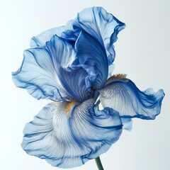 Poster - A delicate blue iris flower gracefully captured in a soft-focus style. The intricate details of the petals create a serene atmosphere. Ideal for nature lovers and floral art. AI