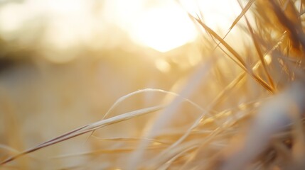 Poster - Golden Sunlight Filtering Through Tall Grass Creating a Warm and Dreamy Atmosphere in a Summer Field : Generative AI