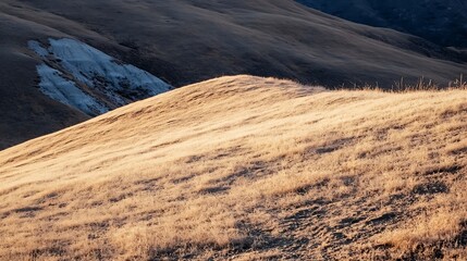 Leinwandbilder - Stunning golden grass landscape under bright sunlight showcasing the beauty of nature : Generative AI