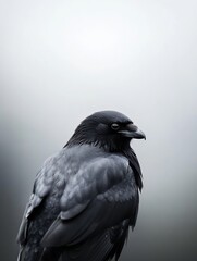 Poster - Elegant close up of a dark raven perched silently against a misty backdrop : Generative AI