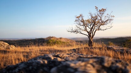 Poster - Isolated tree standing on rocky terrain under a breathtaking sunset creating a tranquil landscape : Generative AI