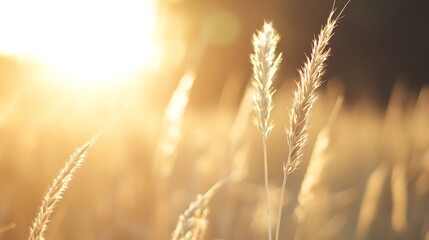 Aufkleber - Golden sunlight illuminating tall grass blades creating a warm and peaceful atmosphere during sunset : Generative AI