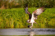 © Petr Šimon - Osprey (Pandion haliaetus). Raptor diving into the water, gripping a fish with powerful talons. Riverbank with lush green vegetation. Dynamic action with splashing water.