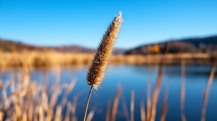 Poster - Closeup of a tall grass reed against a serene body of water under a clear blue sky : Generative AI