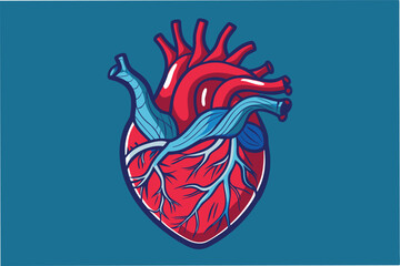 Poster - Detailed vector illustration of a human heart showing arteries and veins on a minimal background in vibrant colors