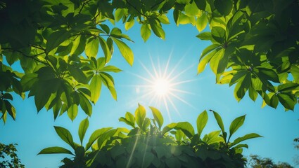 Poster - Green foliage and sunlight