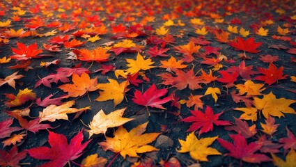 Poster - Autumn colorful maple leaves backdrop.