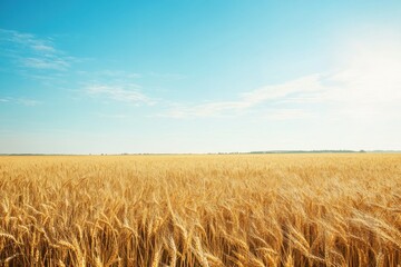 Leinwandbilder - Golden wheat field under a clear blue sky with warm sunlight creating a peaceful rural atmosphere