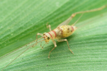 macro of a grasshopper