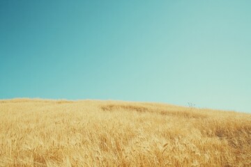 Fototapete - Golden wheat field stretches under a clear blue sky with soft sunlight casting warm shadows in a tranquil rural landscape