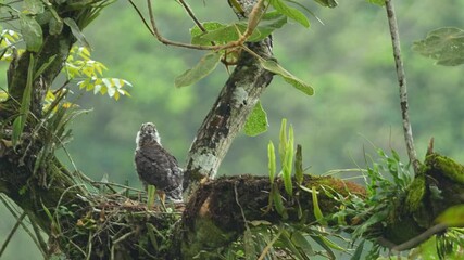 Wall Mural - a baby Crested serpent eagle is on the nest