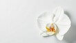 © anu - Delicate white orchid blossom against pure white background, petal, orchid, background